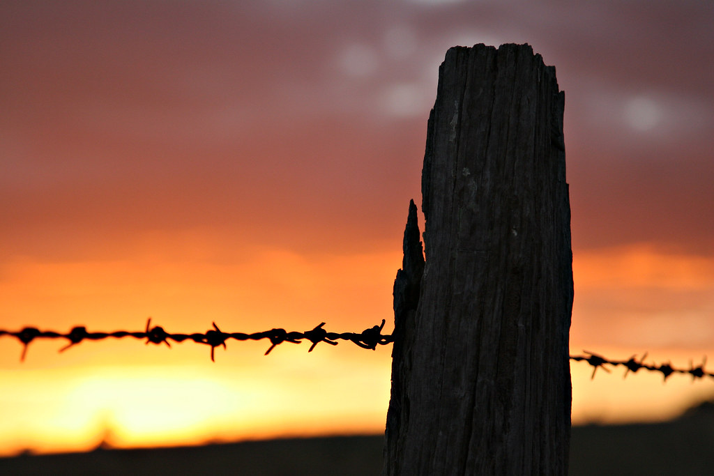 Image: Barbed Wire vs Beauty