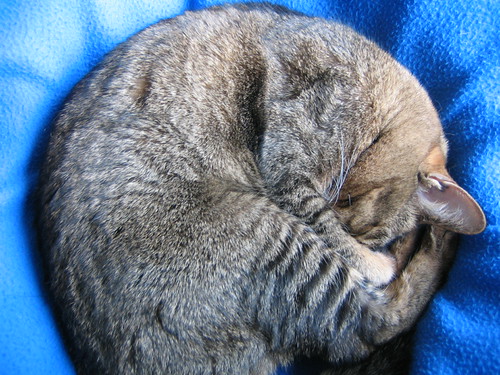 chat endormi | by aspirante marmotte
