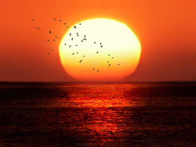 Sunset with birds