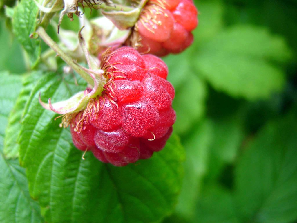 A Rasbery Rasberries | Josh Patrick | Flickr