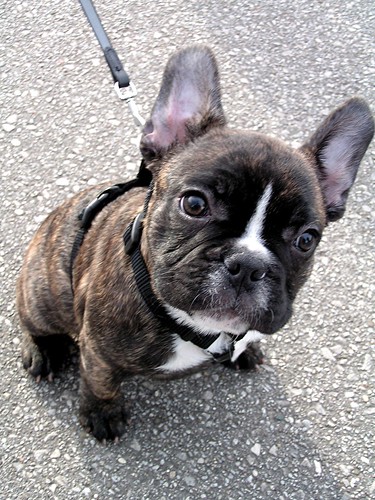 French Bulldog puppy | Take me with you, please. (A cute pup… | Flickr