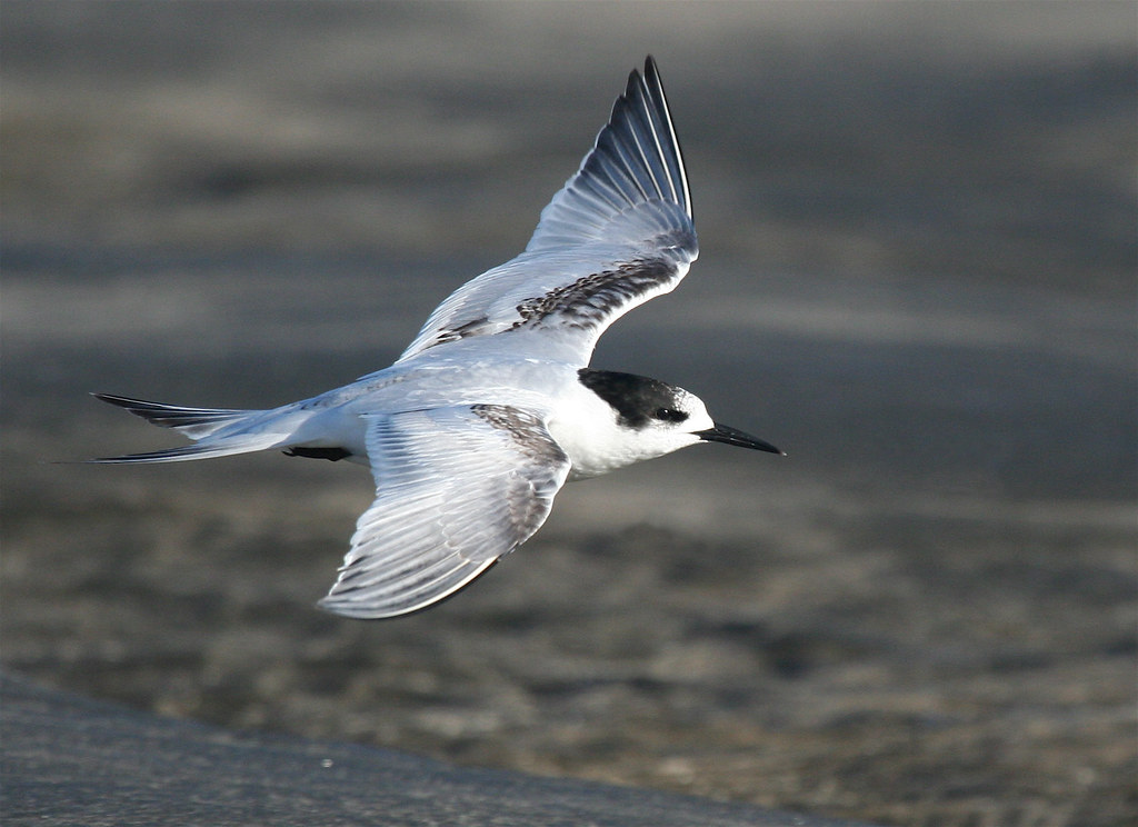White-Fronted Tern
