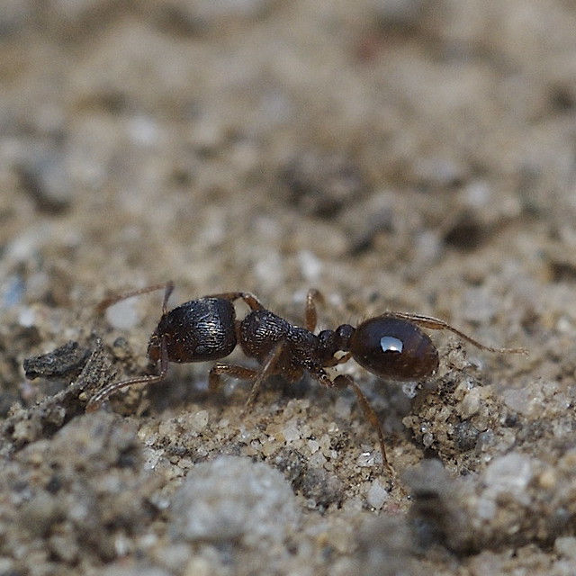 Red ant 3