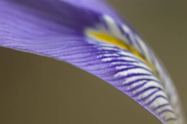 Iris sp. (Iridaceae)