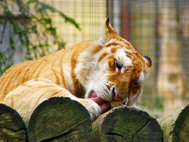 Licking golden tiger