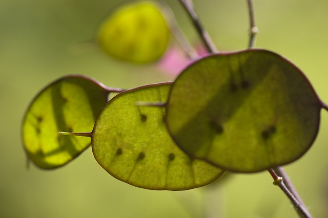 Lunaria annua (Brassicaceae)