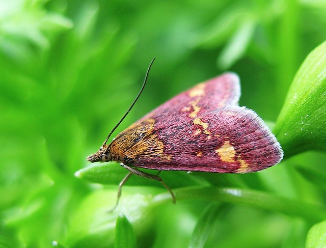 Mint moth on poached egg plant