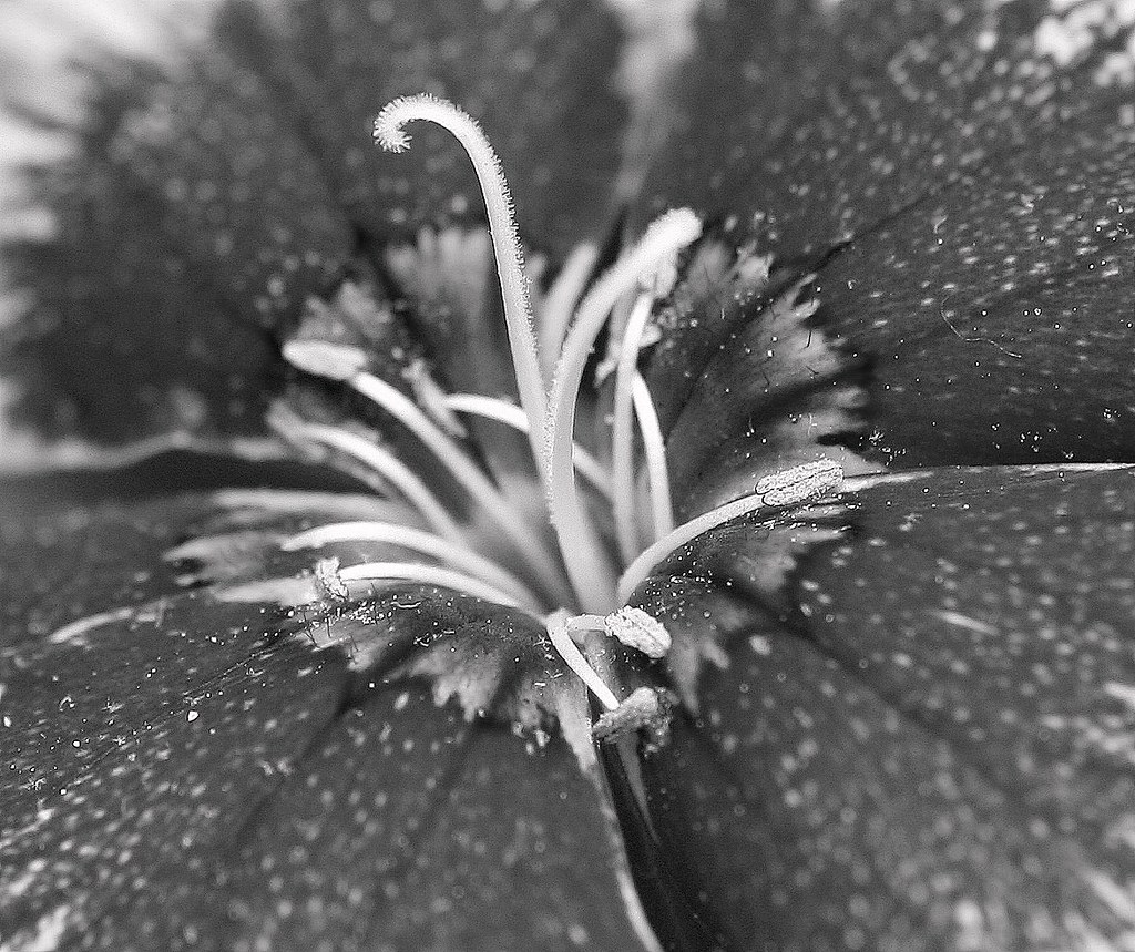 Black and white rendering of Dianthus in my windowbox | Flickr
