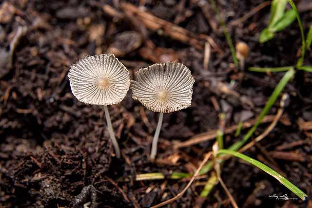 mushrooms after the rain