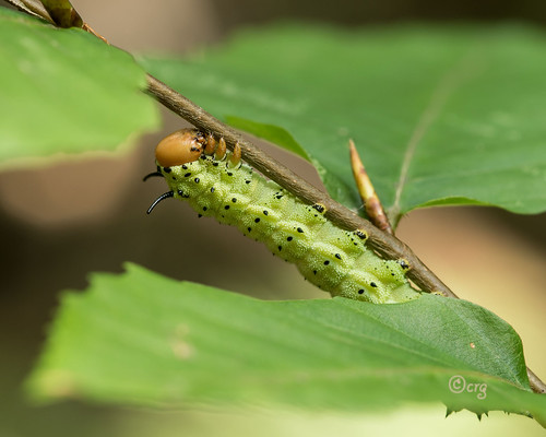 pennsylvania bradfordcounty pisgah caterpillar rosymaplemoth greenstripedmapleworm dryocamparubicunda beech