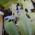 Schwimmlaichkraut-Schilfkäfer (Pondweed Reed Beetle, Donacia versicolorea)
