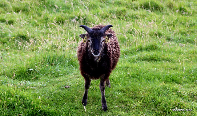 Soay St Kilda sheep