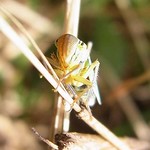 Binsenschmuckzikade (Green Leafhopper, Cicadella viridis)