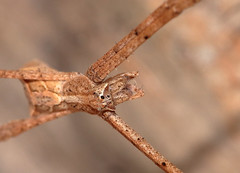 Eyebrowed netcaster (Menneus superciliosus)