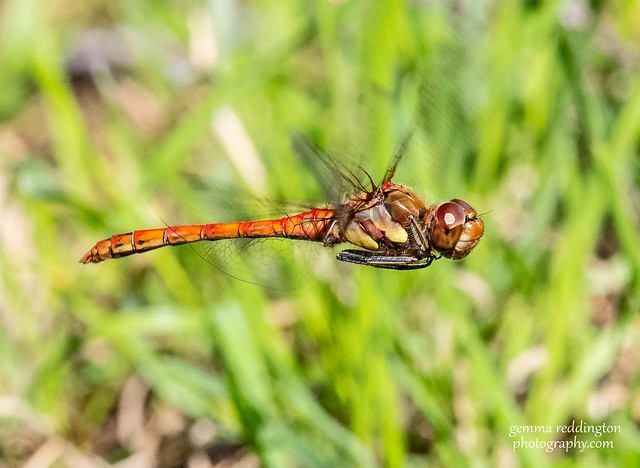 Dragonfly Common Darter Male in flight