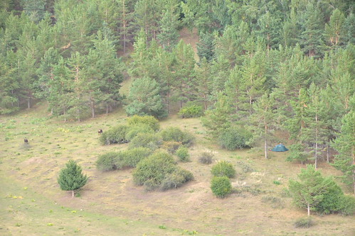 Kyrgyzstan_137 by jjay69, kyrgyzstan jetioguz djetioguz resort spa forest woods trees camping outdoor greentent tent pine pine