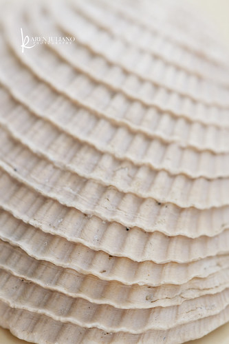 seashell | [Explore!]d on September 16th. 3166 | Karen Juliano | Flickr