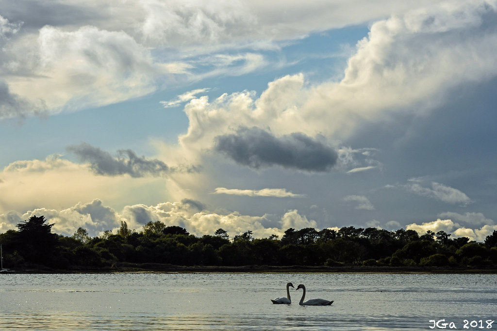 Couple of mute Swans (Cygne tuberculés, Cygnus olor). Île Tudy, Finistère, France. 2018/10/27.