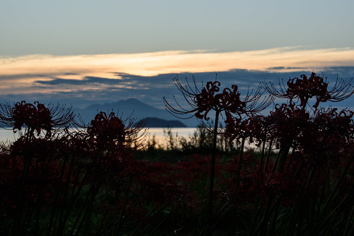 japan 滋賀県 高島市 琵琶湖 lake 湖 日の出 sunrise flower