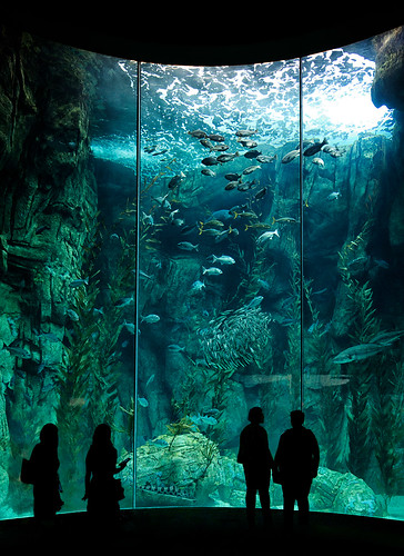 d800e raw aquariumofthepacific aquarium people silhouettes fish longbeach california visitors aoi peaceaward world100f woman
