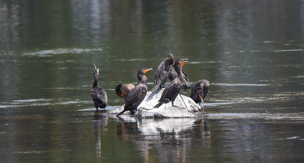 Cormorants on the rocks