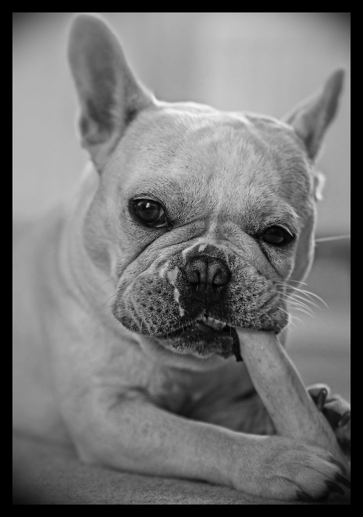 Having a Chew (Albi the Frenchie) (Monochrome & Border) Ol… | Flickr