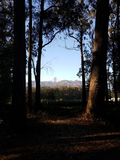 Seeing the forest (and the GG Bridge) from the trees