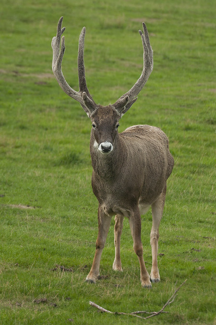 Cervus albirostris - Thorold's Deer