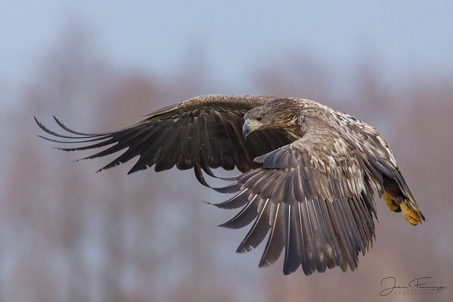 White-tailed Eagle