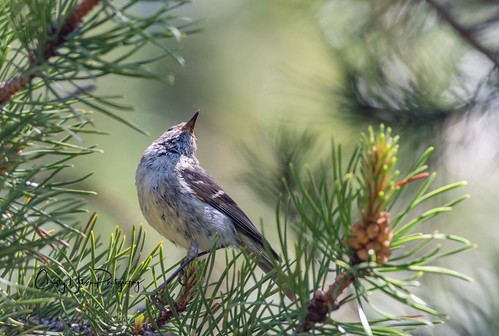 Ruby-crowned Kinglet | by Christy Hibsch