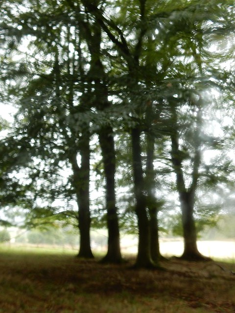 Trees through raindrops Oxted Circular