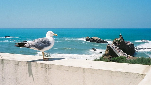 seagull in biarritz