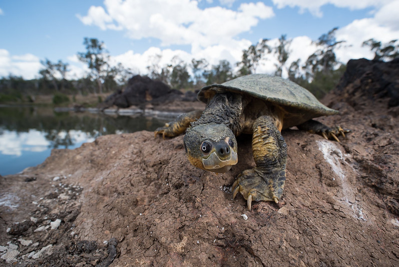 Fitzroy river turtle (Rheodytes leukops)