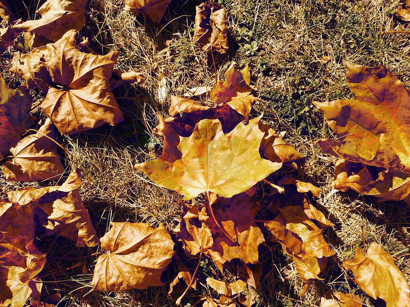 Fallen Leaves #7