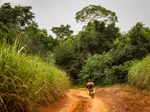 mabiraforest rainforest june sugarcaneplantations uganda nature