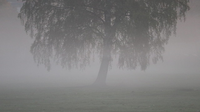 Den ensamma björken - i dimma