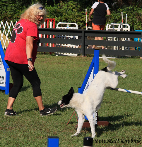 IMG_6254 | Saturday action at the 100th Agility Trial for LC… | Flickr