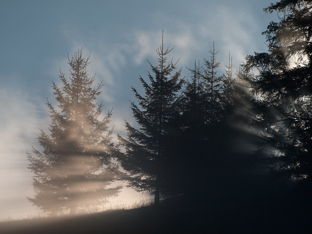 Ghost tree sunrise
