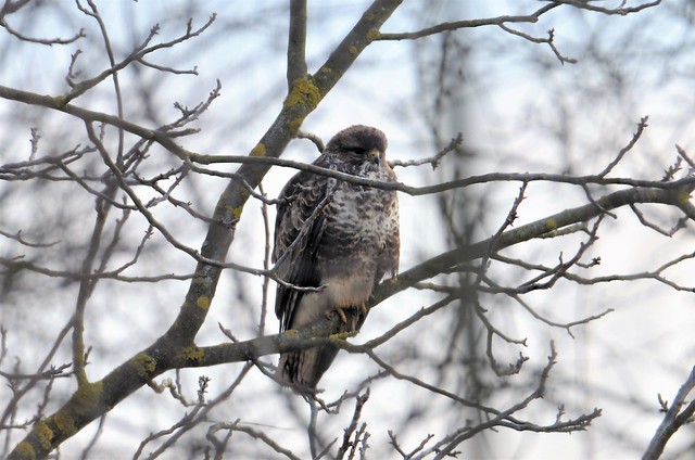 buse variable BEA_1427