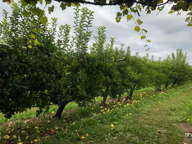 Apple Picking Field 4