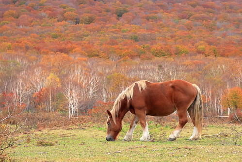 nature natural horses horse autumn autumnleaves fall fallcolors fallenleaves 岩手県 八幡平市 安比高原 view landscape ブナの駅