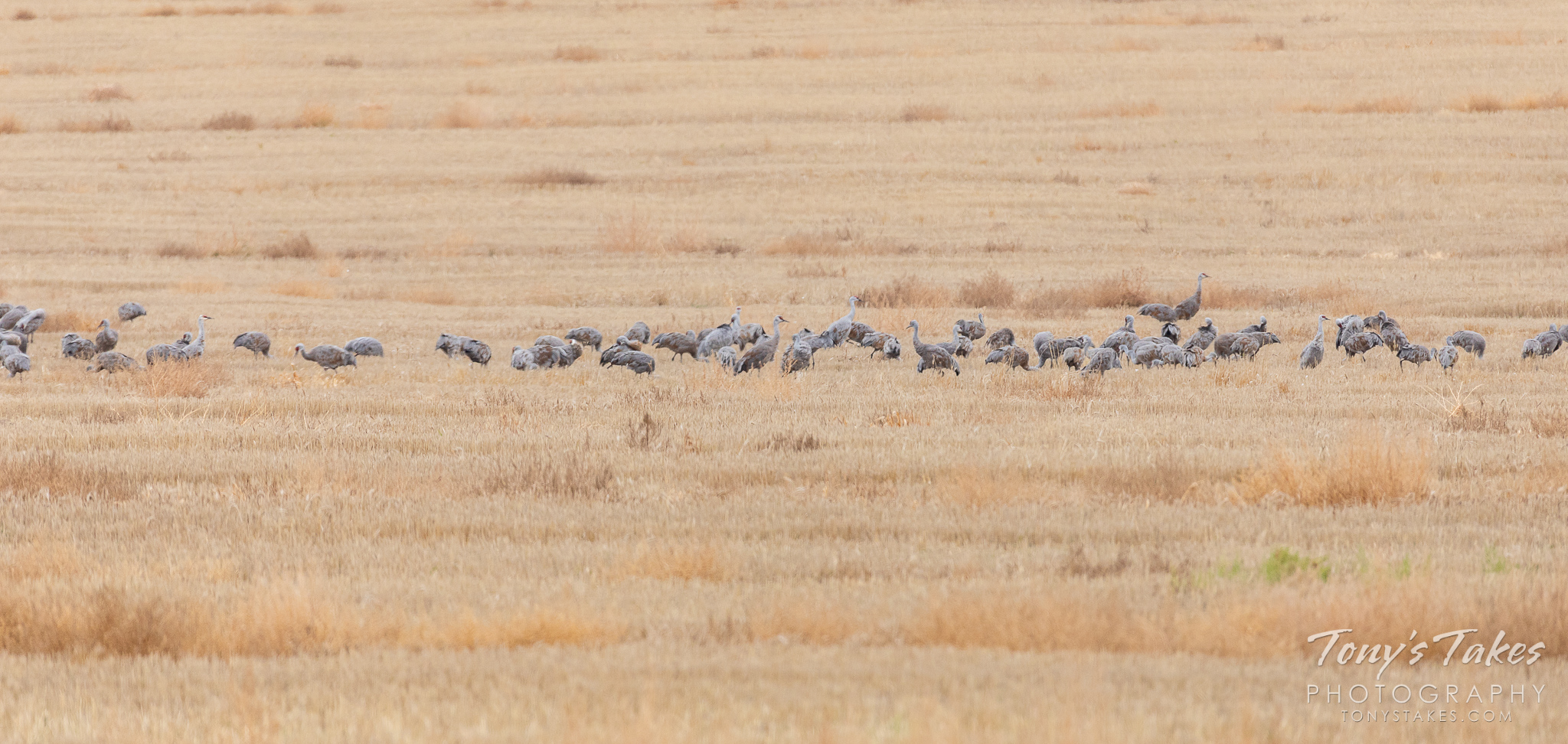Sandhill Cranes take a break on the Colorado plains during their winter migration. (© Tony’s Takes)