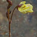 Flickr photo 'Utricularia-minor_3' by: amadej2008.