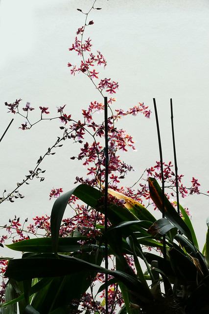 Oncidium Sharry Baby hybrid orchid