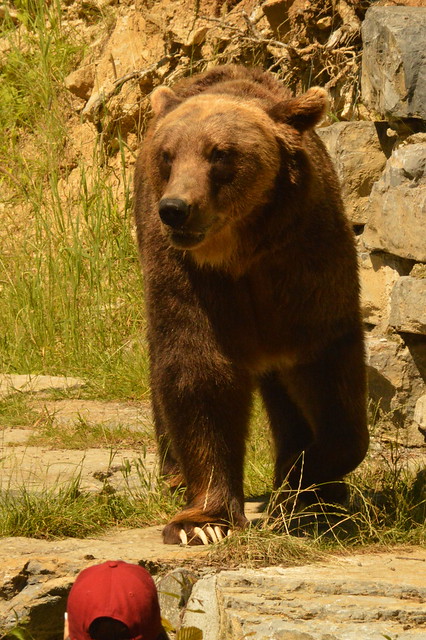 L'ours Brun / Brown Bear
