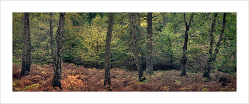 epping forest essex woodland pano panoramic sunlight dawn morning landscape autumn fall bracken colours