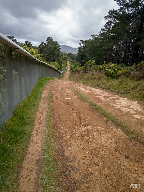 Zealandia fenceline looking downhill