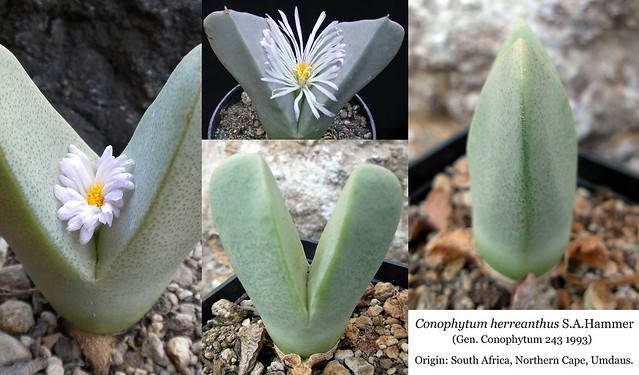 Conophytum herreanthus (collage)