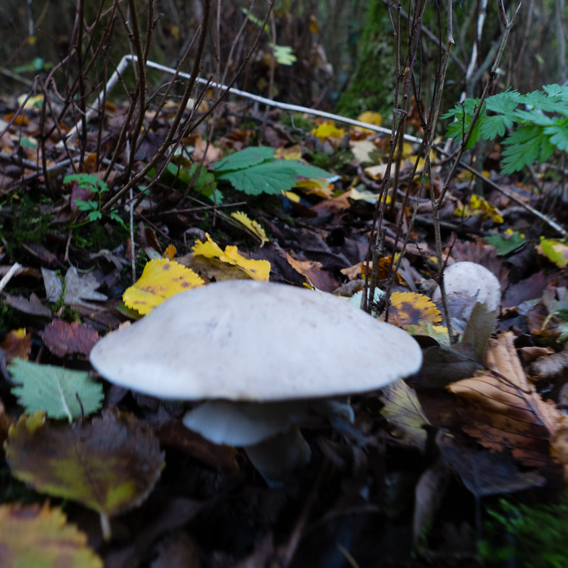 Autumn fungi: wood mushroom