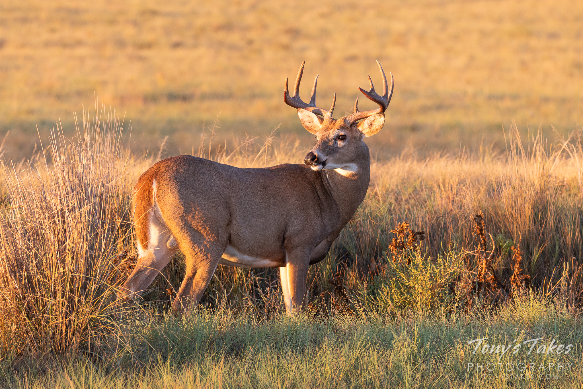 White-tailed Deer buck takes a moment to enjoy the sunrise